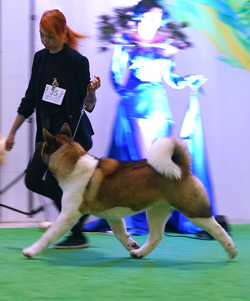 Американская акита SIBERIAN HUNTER DAISY BEAUTY (KIRA)