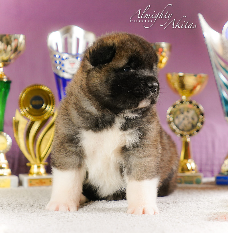 American akita puppy, AFA HIGH BLOOD, female, 25 days 