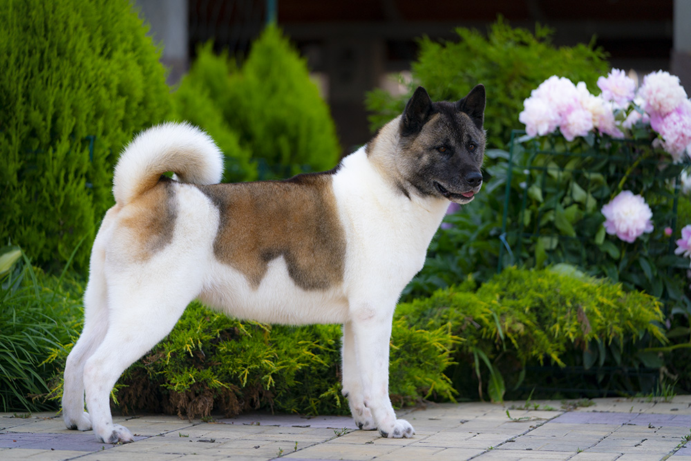 American Akita INDI