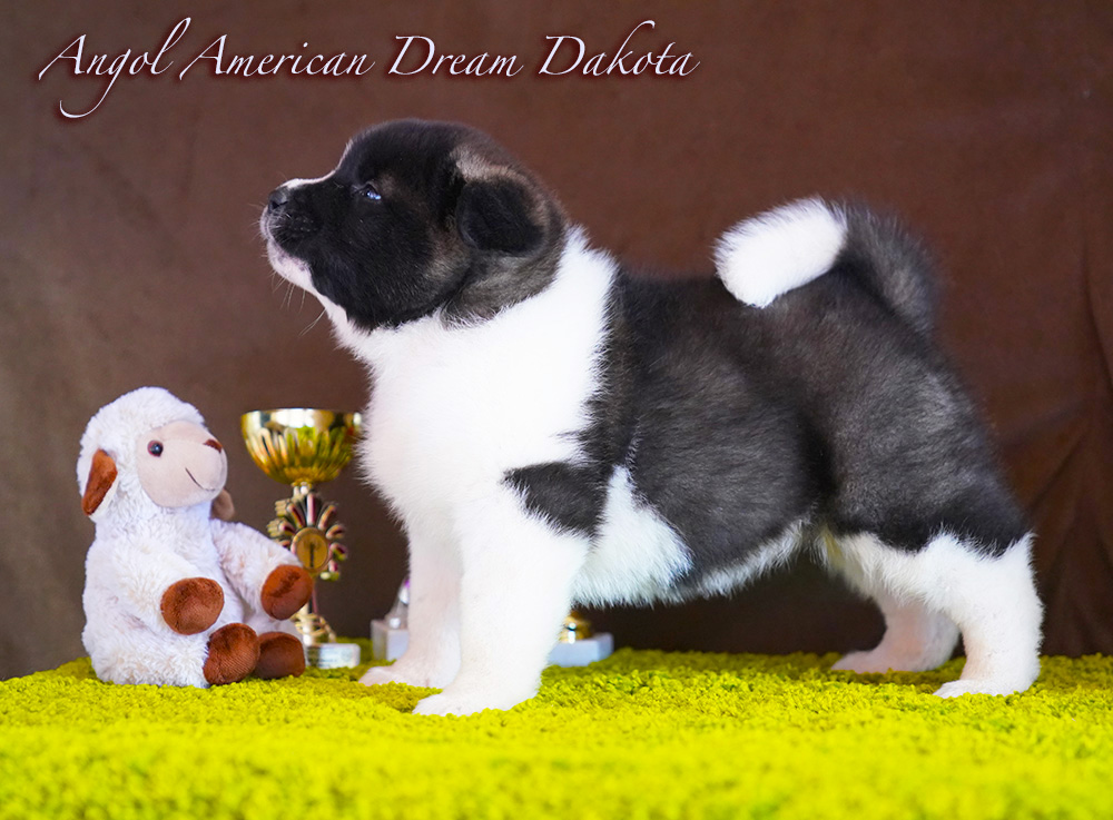 American Akita PUPPY - female- 6 weeks