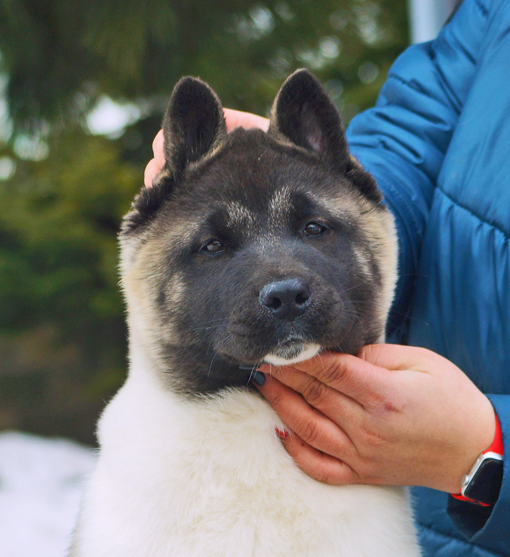 american akita puppy Siberian Hunter ORSA - 4 mon
