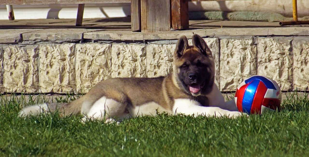 Щенки Американской акиты ::: American Akita puppies ::: 4 months