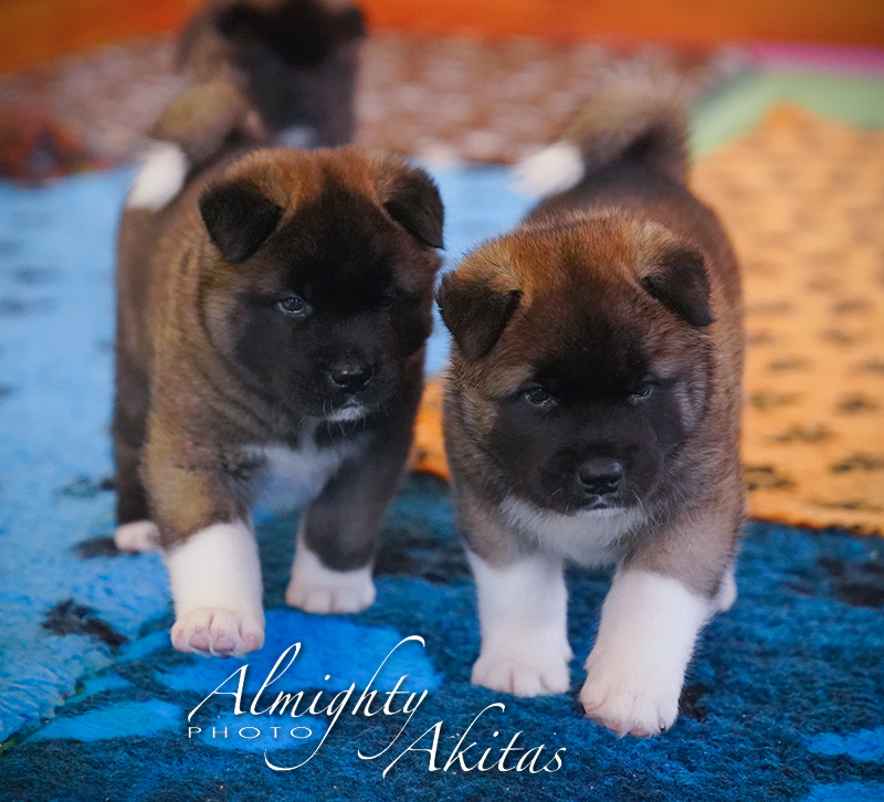 American akita puppy, AFA HIGH BLOOD, female, 35 days 