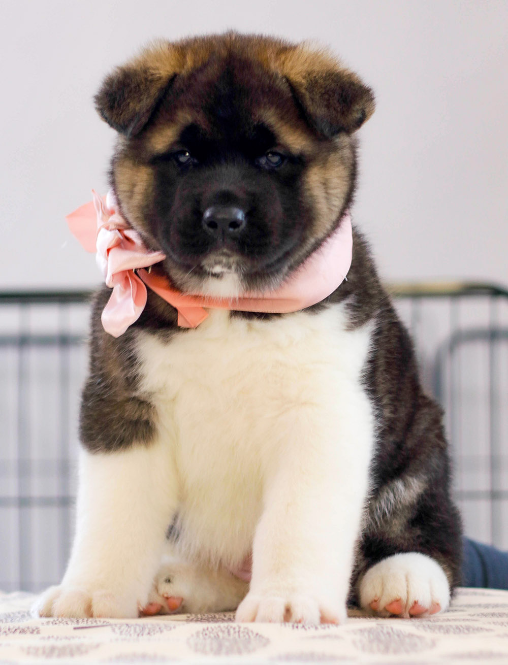 american akita puppy - MILKY WAY - 6 weeks