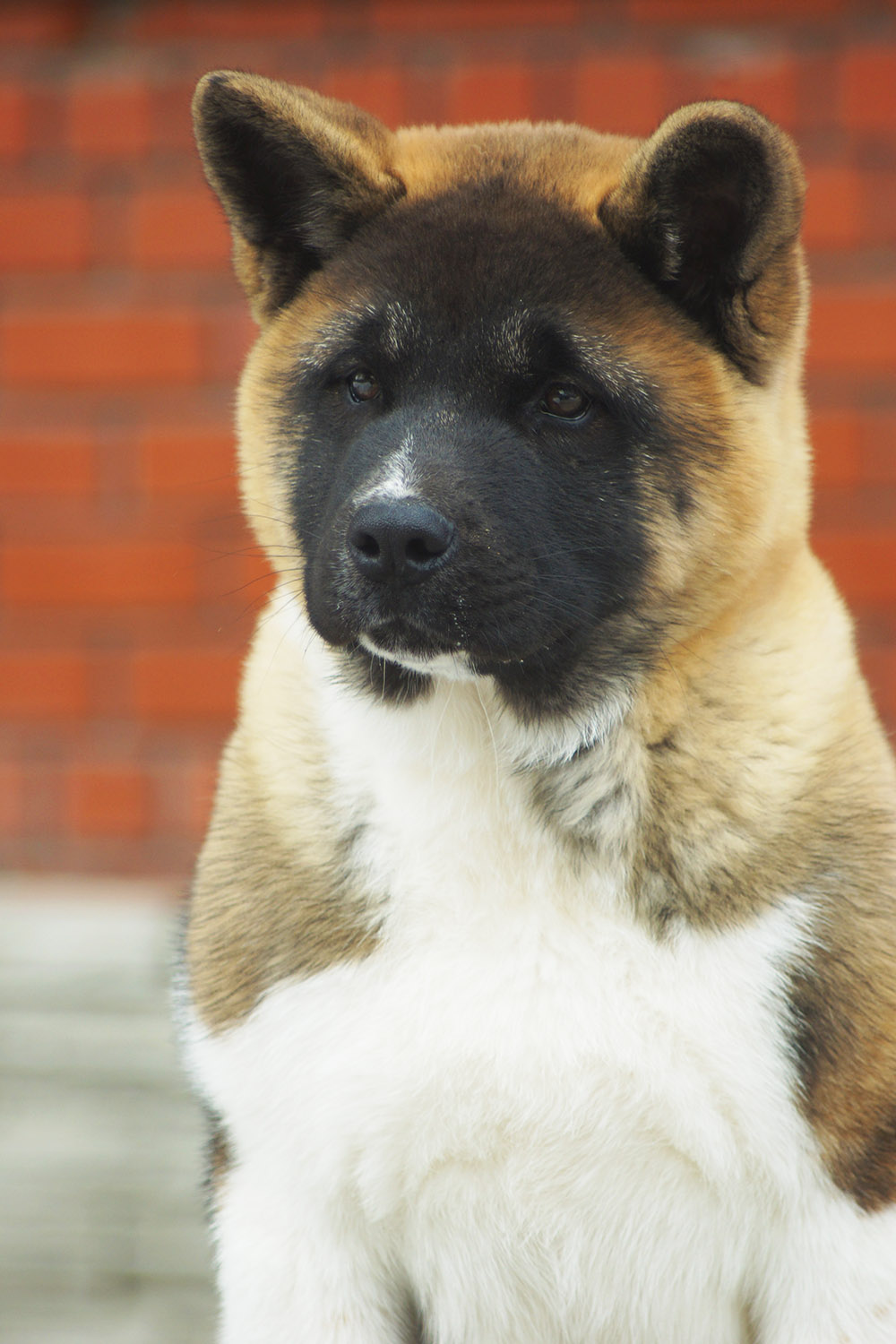 #american_akita_puppy_SIBERIAN_HUNTER_OMEGA_4 mon