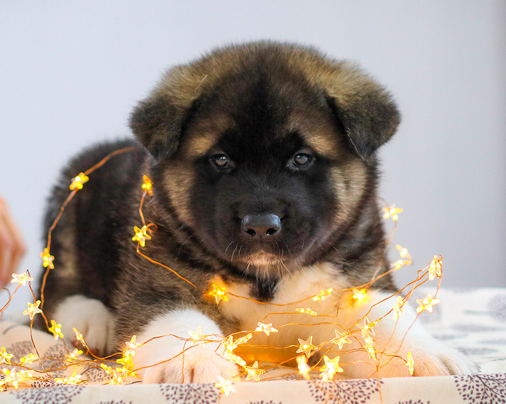 american akita puppy - MAY THE FORCE BE - 6 weeks