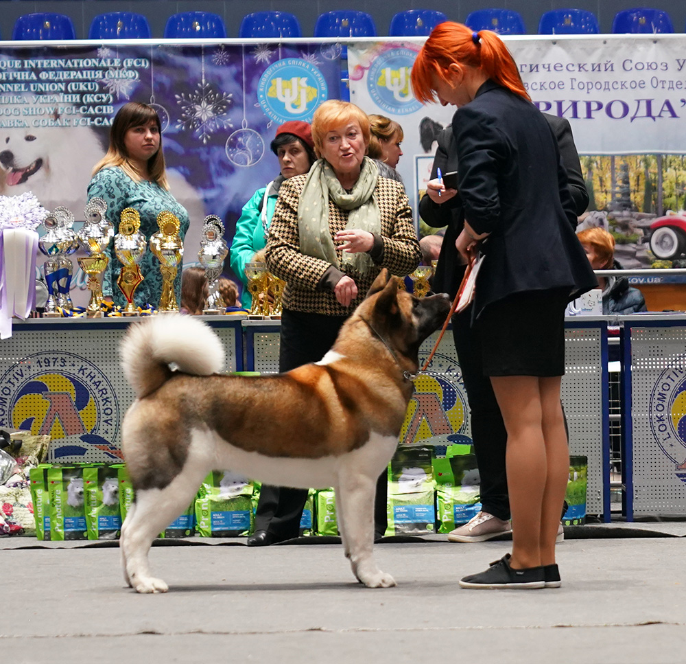 Американская акита SIBERIAN HUNTER DAISY BEAUTY (KIRA)