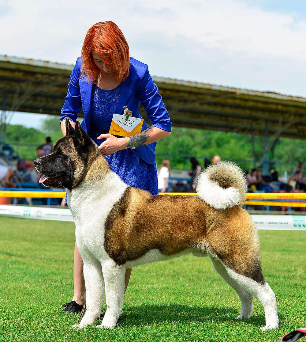 American Akita ALL FOR ALMIGHTY BEFORE HEAVEN