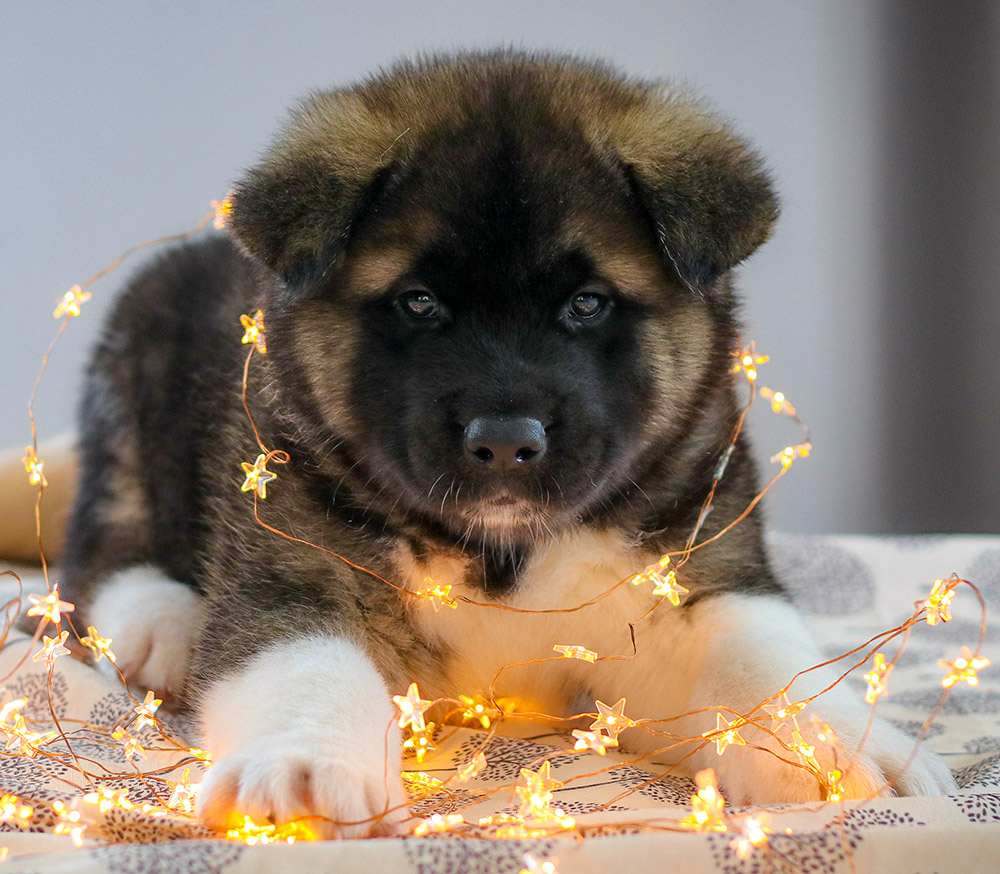 american akita puppy - MAY THE FORCE BE - 6 weeks