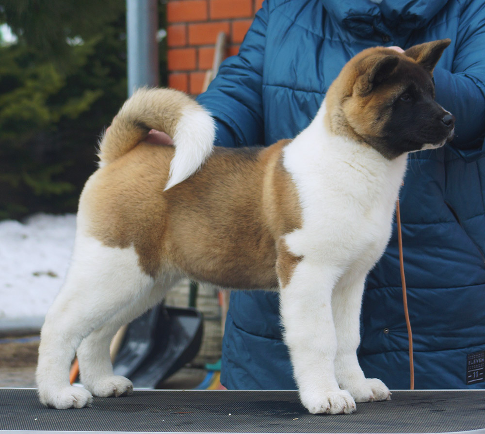 american_akita_puppy_SIBERIAN_HUNTER_ONLEY_4_mon