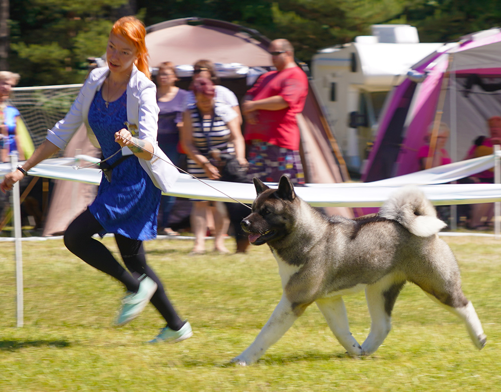 AMERICAN AKITA ::: JASMIN ::: АМЕРИКАНСКАЯ АКИТА