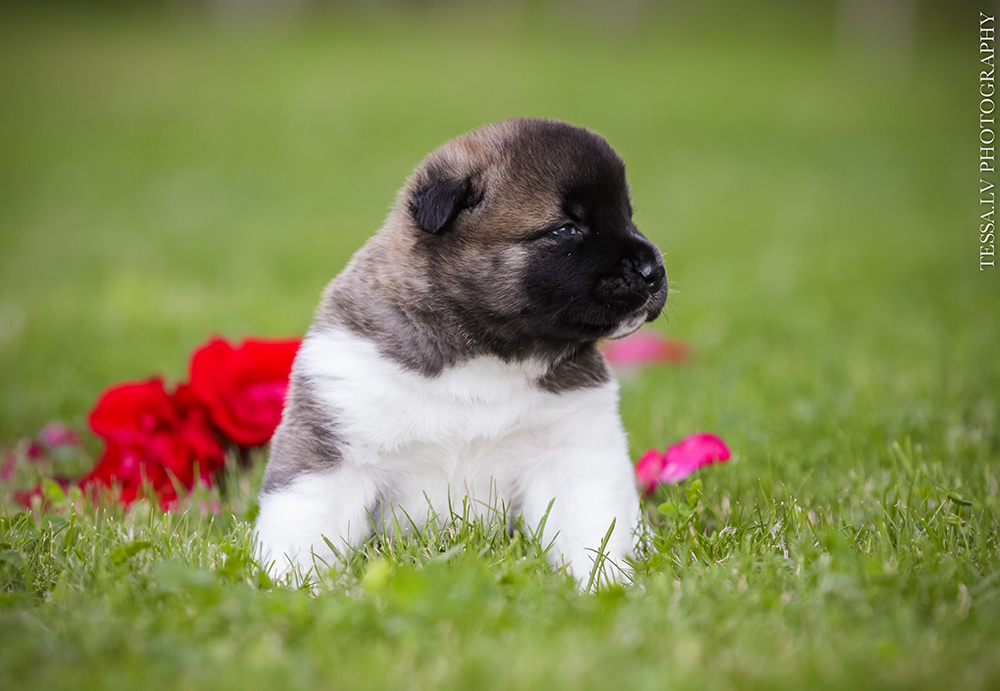 American akita puppy LUNA 3 weeks