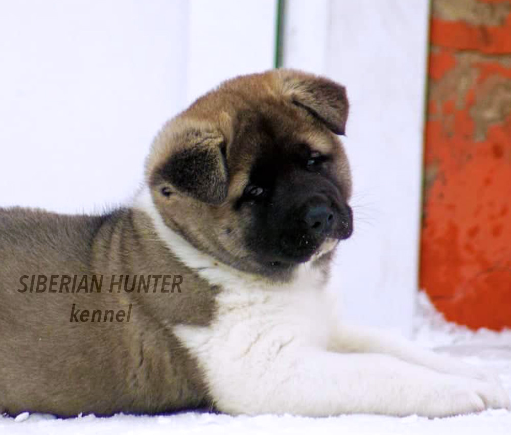 American akita puppy ::: Щенок американская акита