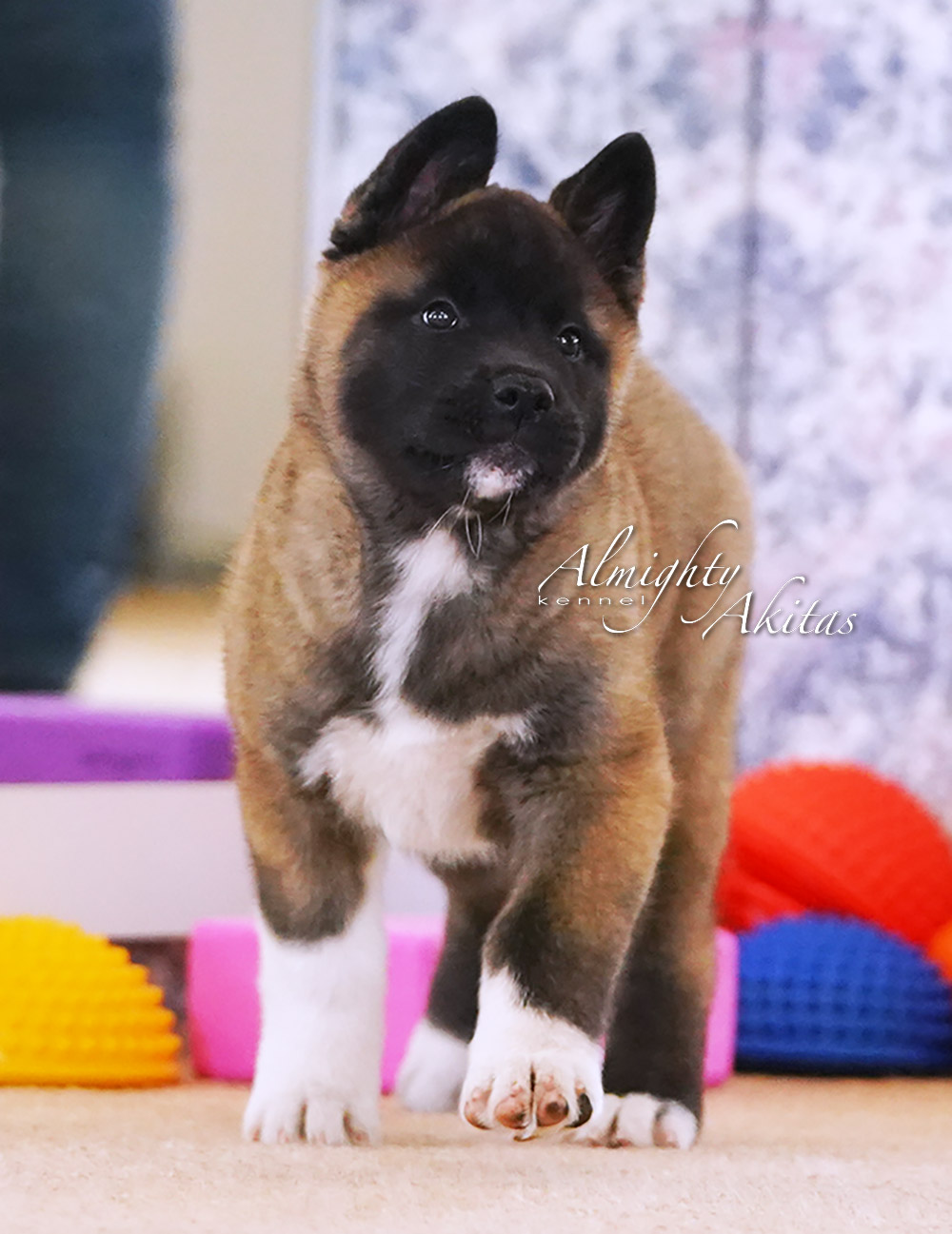 American akita puppy, AFA HONEST SOUL, female, 2 mon