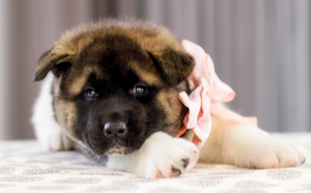 american akita puppy - MILKY WAY - 6 weeks