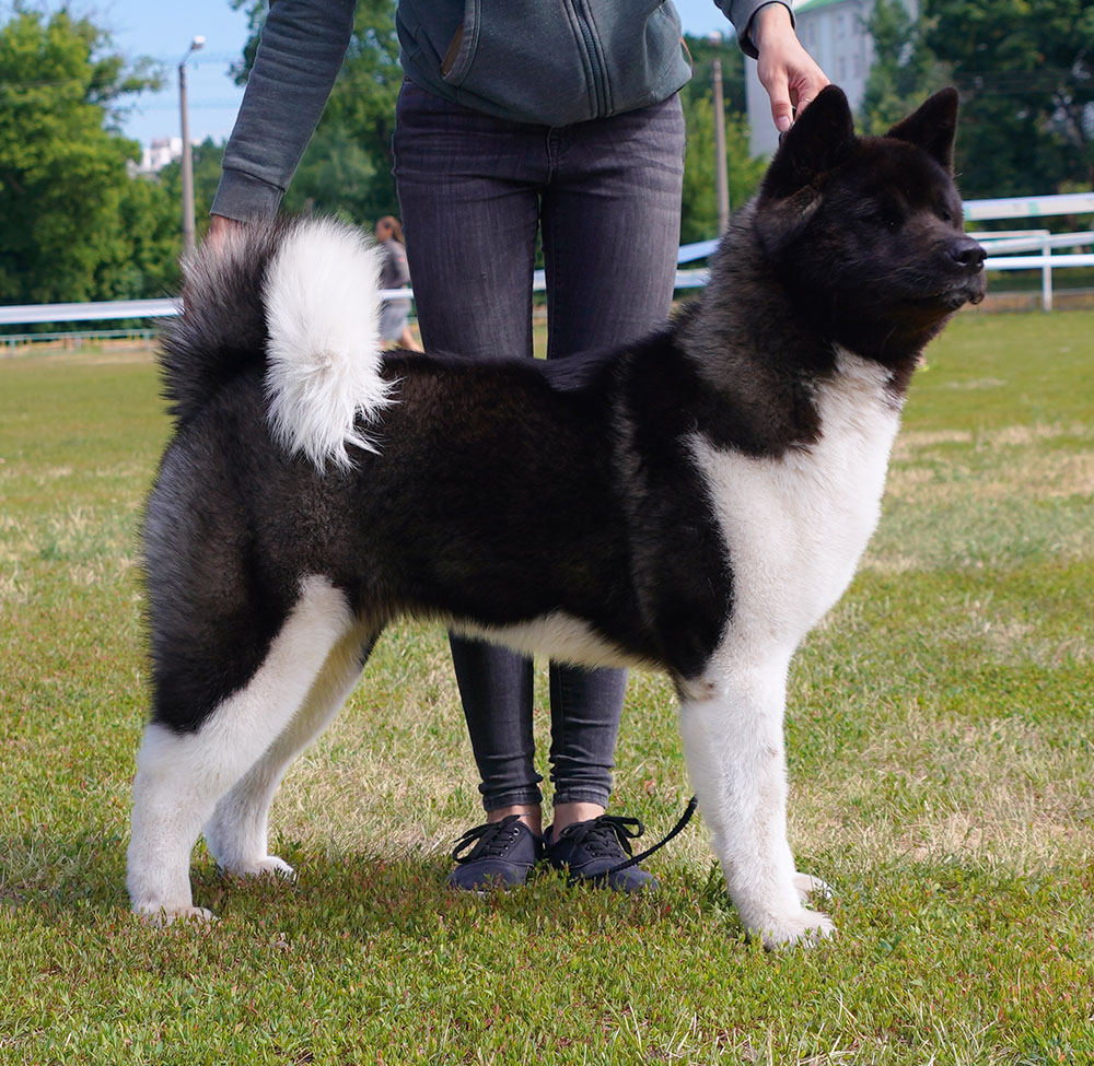 American Akita KESYA