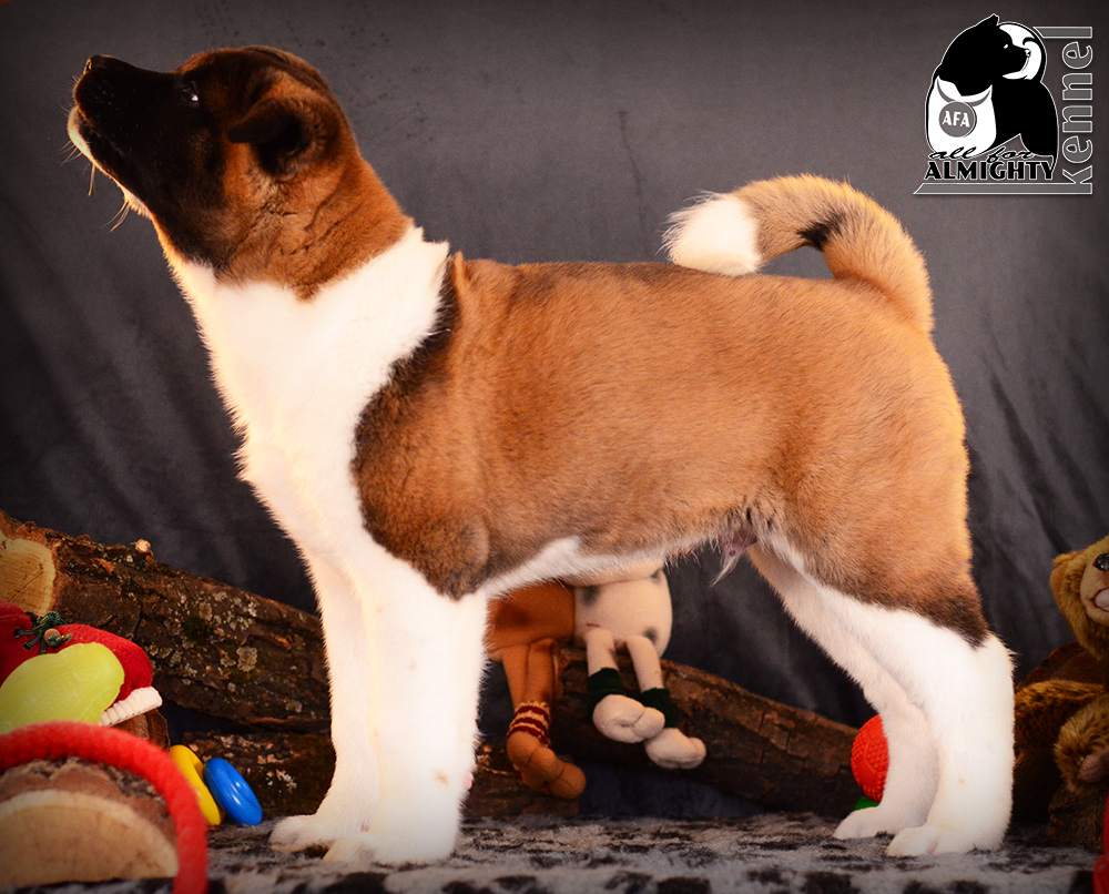 щенок американская акита ::: American akita puppy ::: питомник ::: american akita kennel 