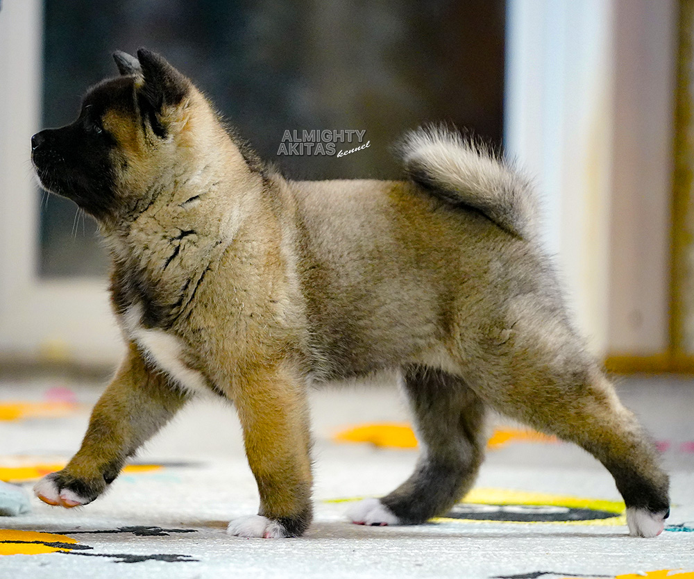american akita puppy 7 weeks