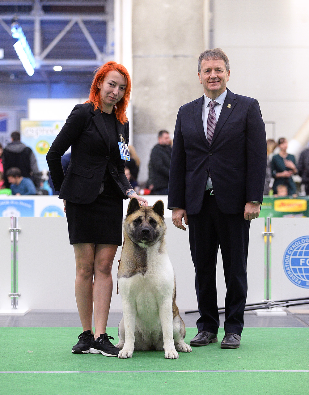 Американская акита SIBERIAN HUNTER DAISY BEAUTY (KIRA)