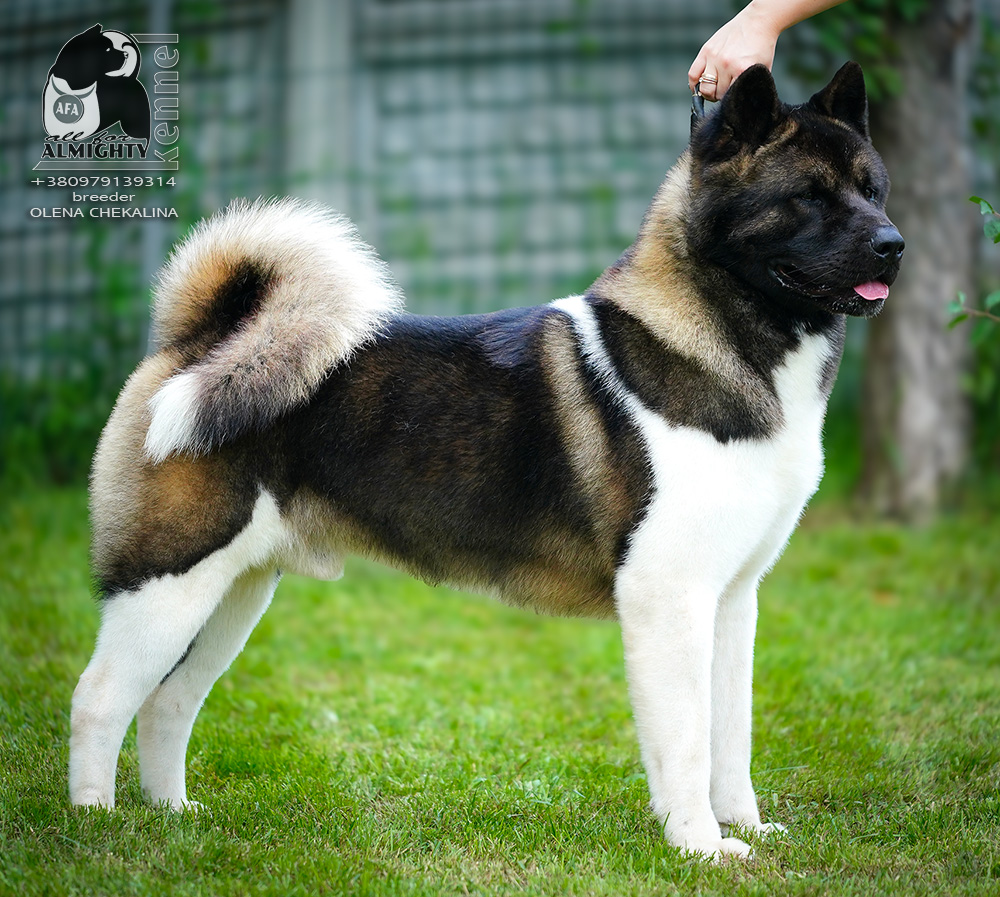 American Akita BORYA, C.I.B.