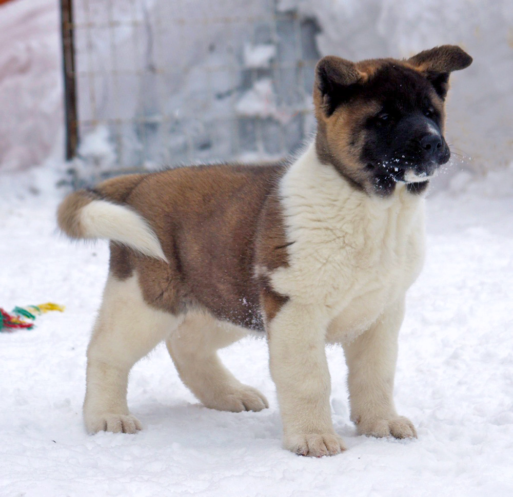 #щенок_американской_акиты_SIBERIAN_HUNTER_ONLEY