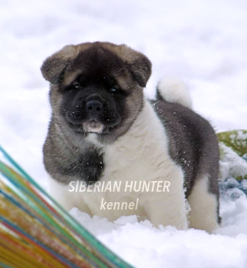 Щенки Американской акиты ::: American Akita puppies ::: 4 months