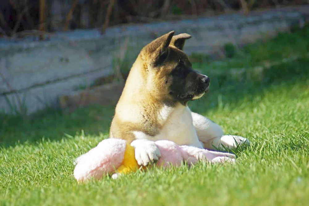 American akita puppy ::: Щенок американская акита ::: 4 мес