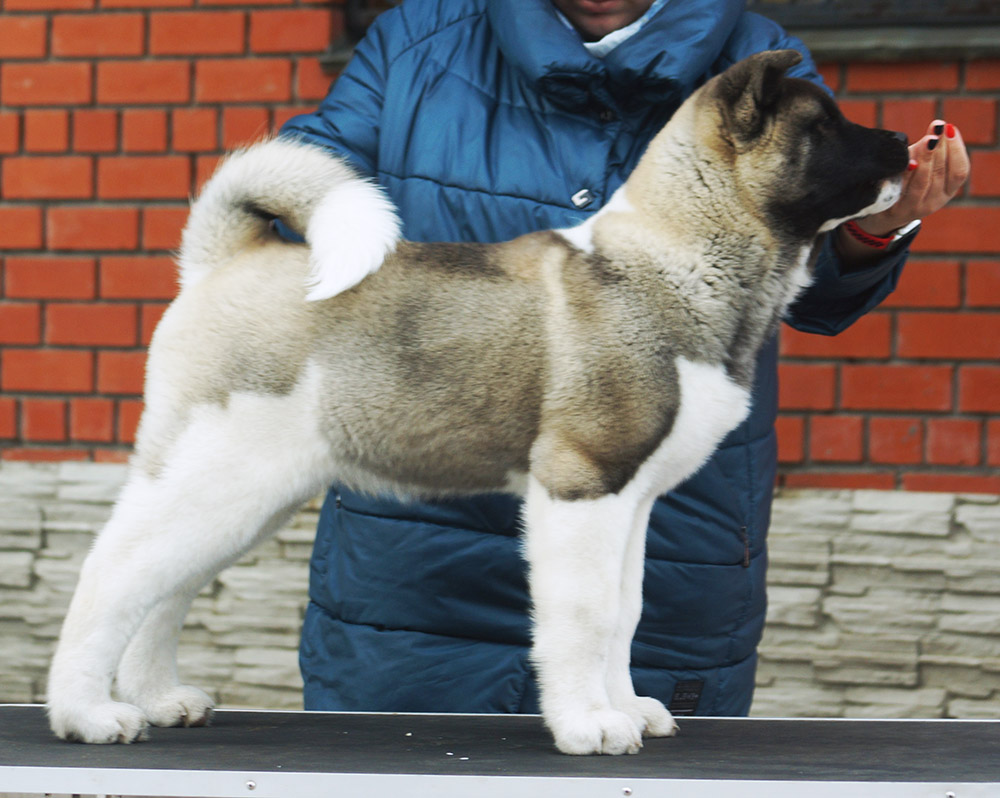 American Akita puppy SIBERIAN HUNTER OCEAN BLUE - 4 mon