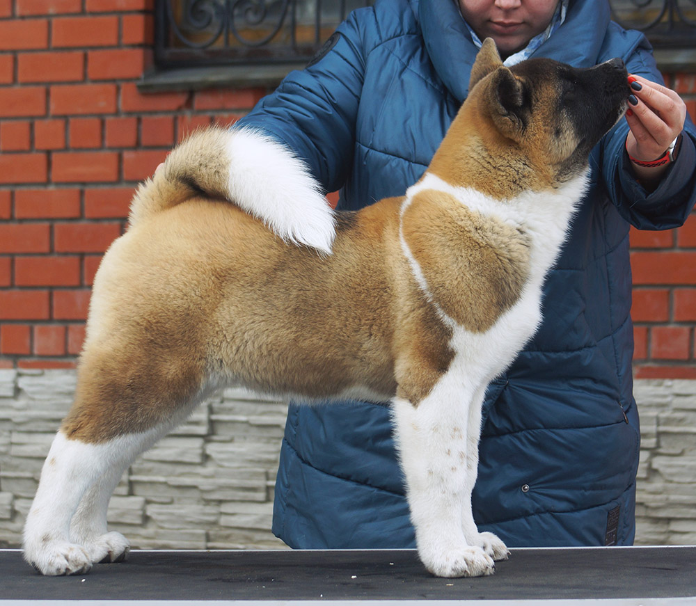 #american_akita_puppy_SIBERIAN_HUNTER_OMEGA_4 mon