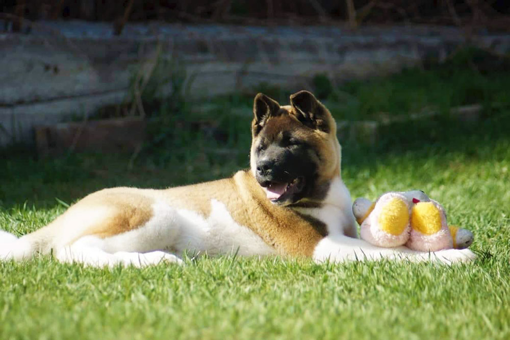American akita puppy ::: Щенок американская акита ::: 4 мес