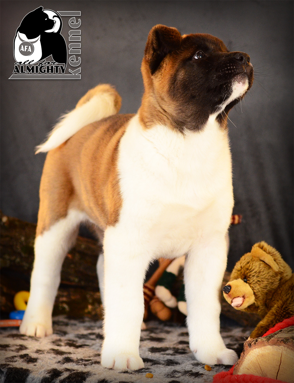 #bestakitapuppies #akitaamericano #kennel #akitakennel #akitamoscow #puppiesavailable #newakitalitter #dogforshow #kennelakita #dogshow # worlddogshow #NDS #FCI-dogs #pedigree #akitabreeder #almightykennel #dogphoto #bestdogsphoto #IDS 