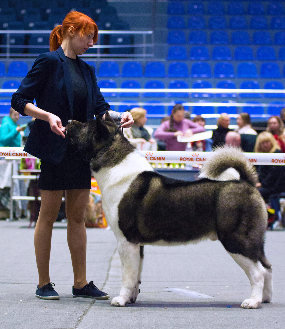 American Akita BARTEK Американская акита