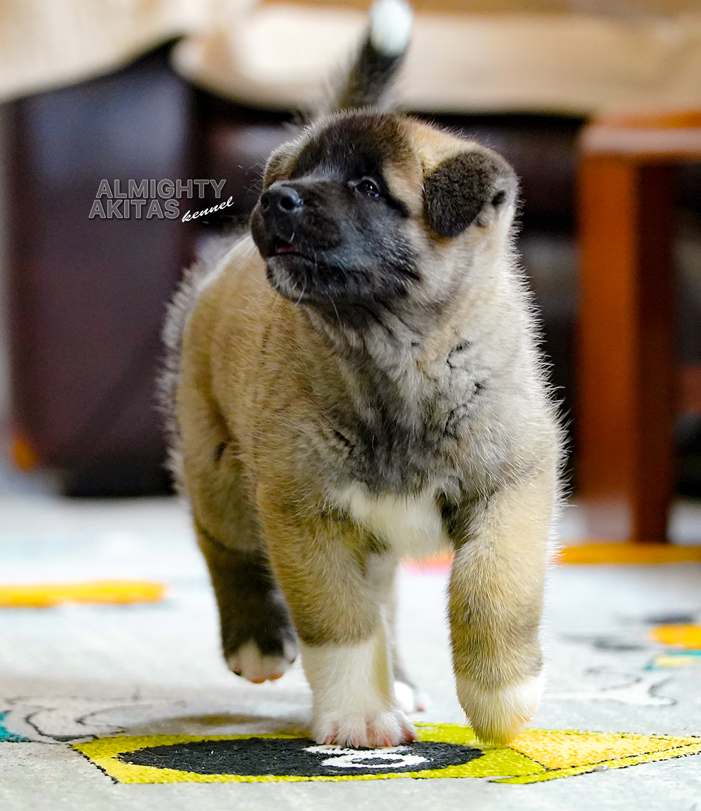 american akita puppy 7 weeks