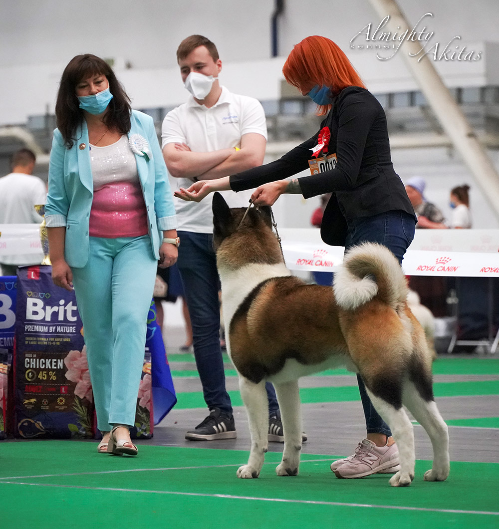 American akita ALL FOR ALMIGHTY BEFORE HEAVEN