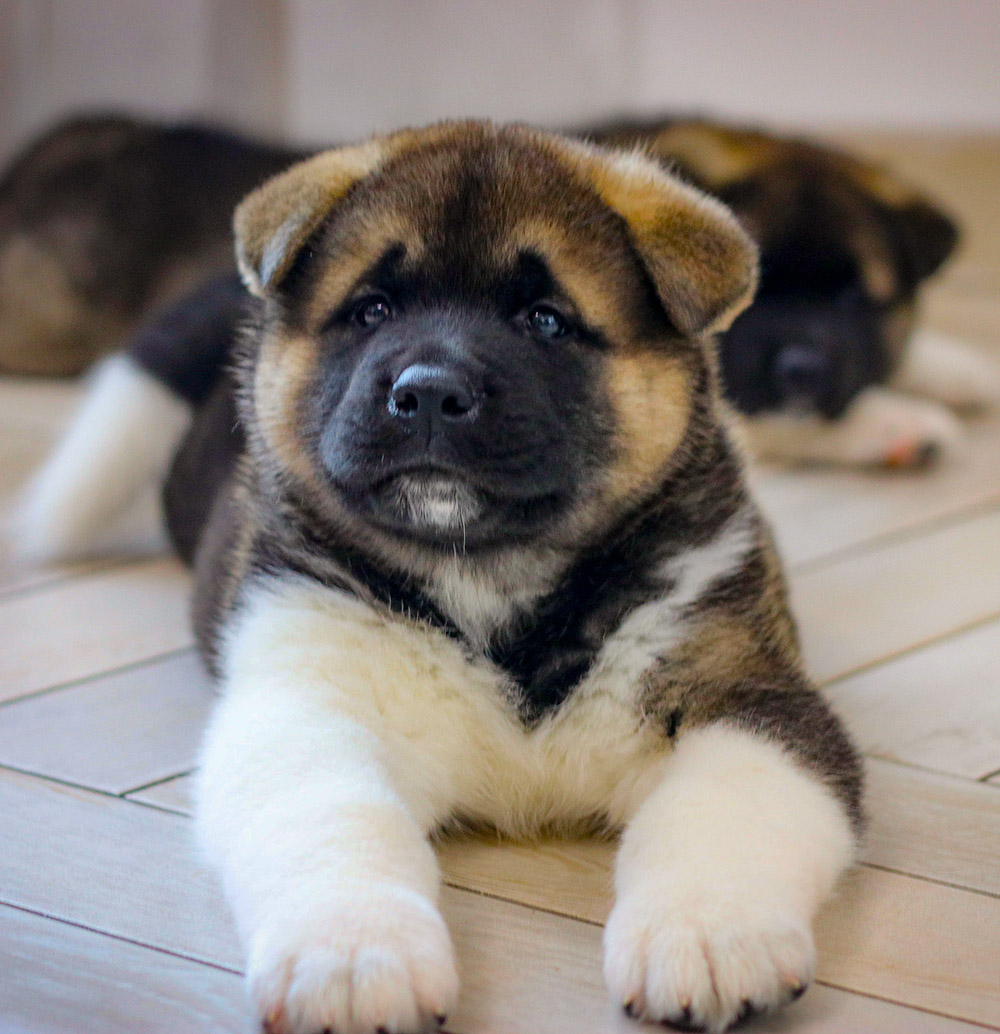 american akita puppy - MAGNUM OPUS - 6 weeks