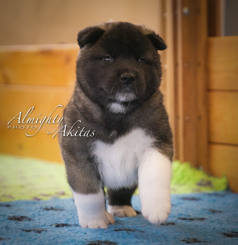 #american_akita_puppies 35 days old