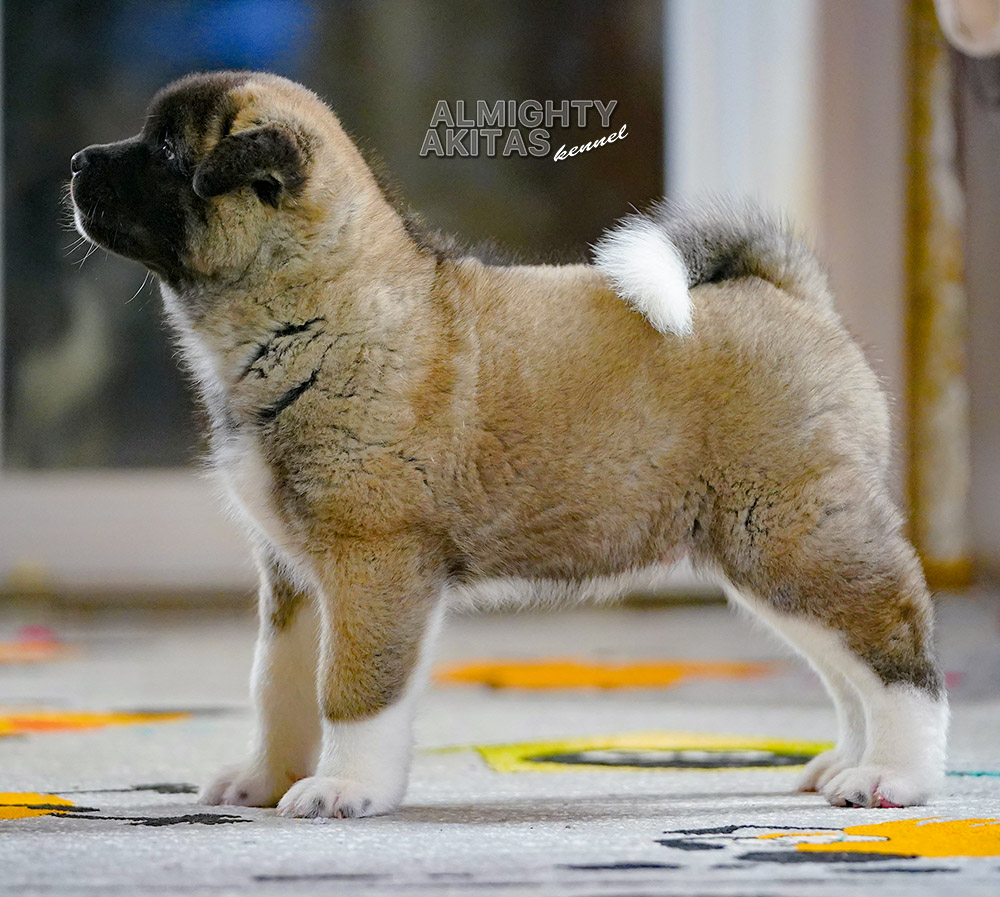 american akita puppy 7 weeks