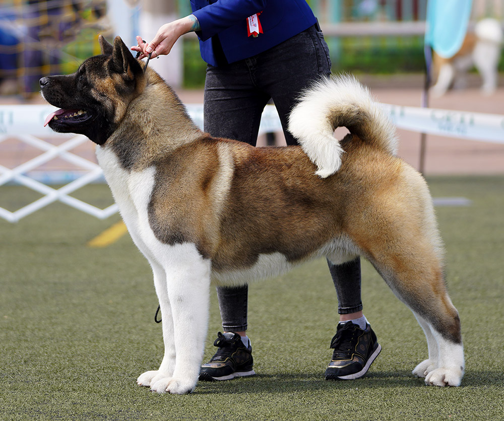 American Akita OZZY