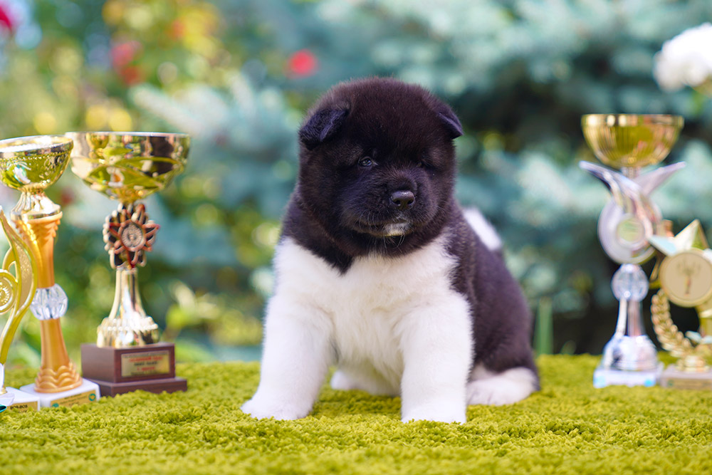 American Akita puppу female 1 month old ::: Щенок американской акиты девочка 1 мес