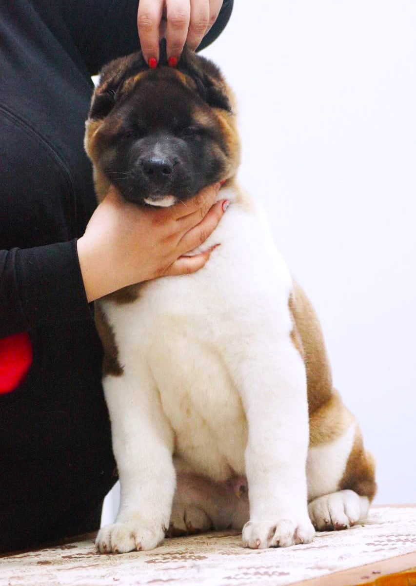 American akita puppy ::: Щенок американская акита ::: 4 мес