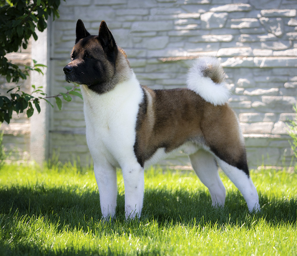 American Akita ALL FOR ALMIGHTY BEFORE HEAVEN