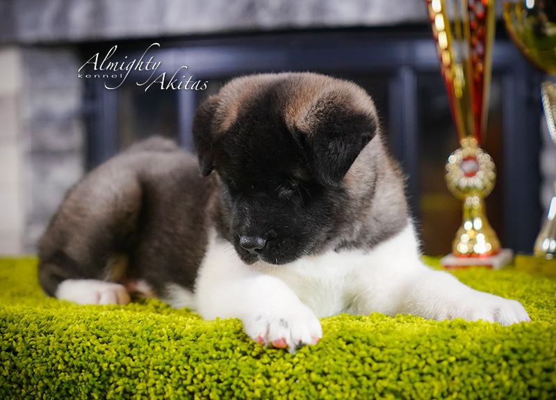 American akita puppy, AFA HERMES TRISMEGIST, male, 6 weeks