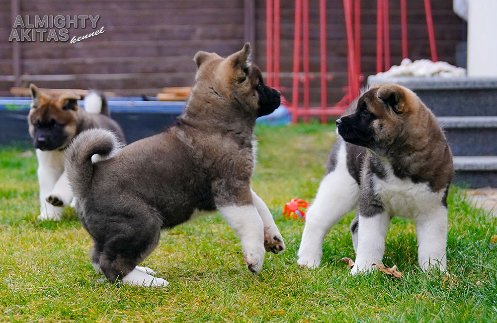 american akita puppy - MAY THE FORCE BE - 8 weeks