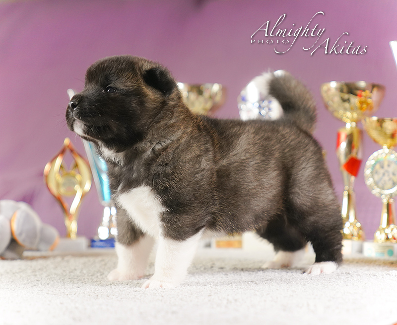 American akita puppy, AFA HUDSON HAWK, male, 25 days 