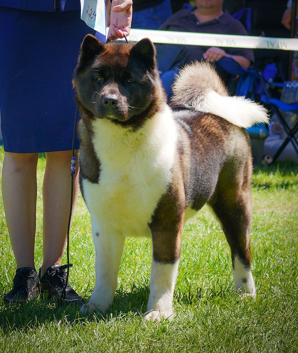 American Akita MONA