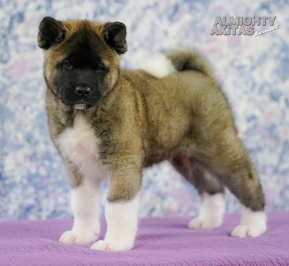 american akita puppy 7 weeks