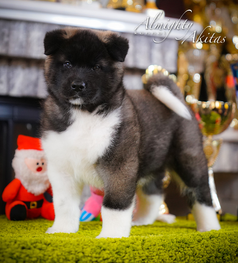 American akita puppy, AFA HURRICANE EYE, female, 6 weeks