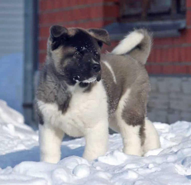 American Akita puppy SIBERIAN HUNTER OCEAN BLUE