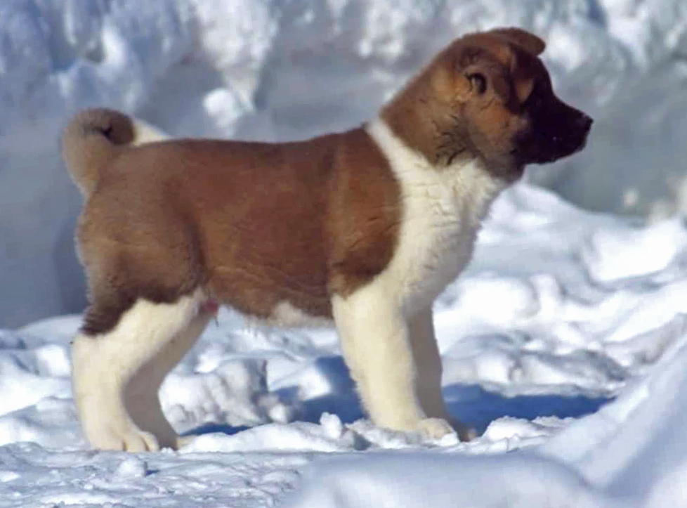 American Akita puppy SIBERIAN HUNTER OTHELLO