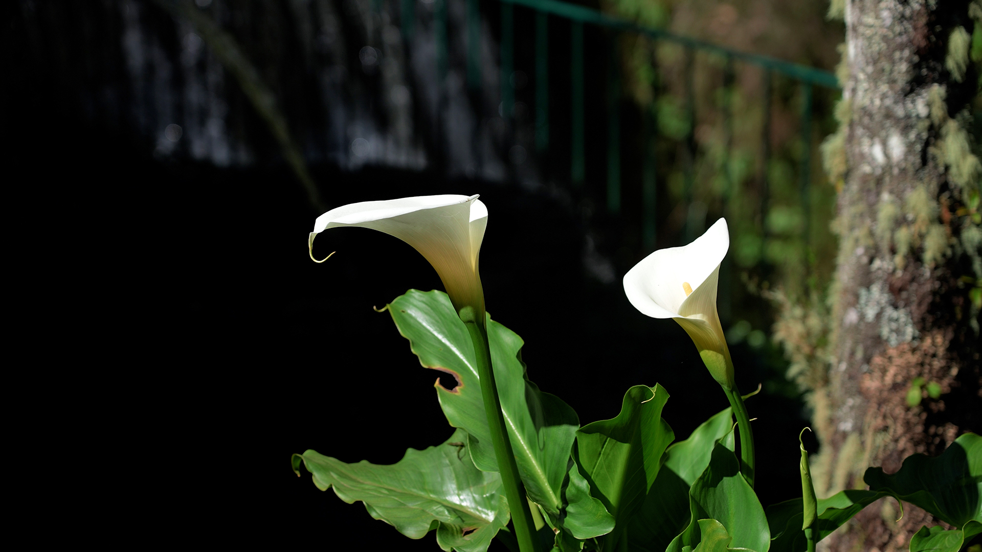 ... und entdecken überall Blumen